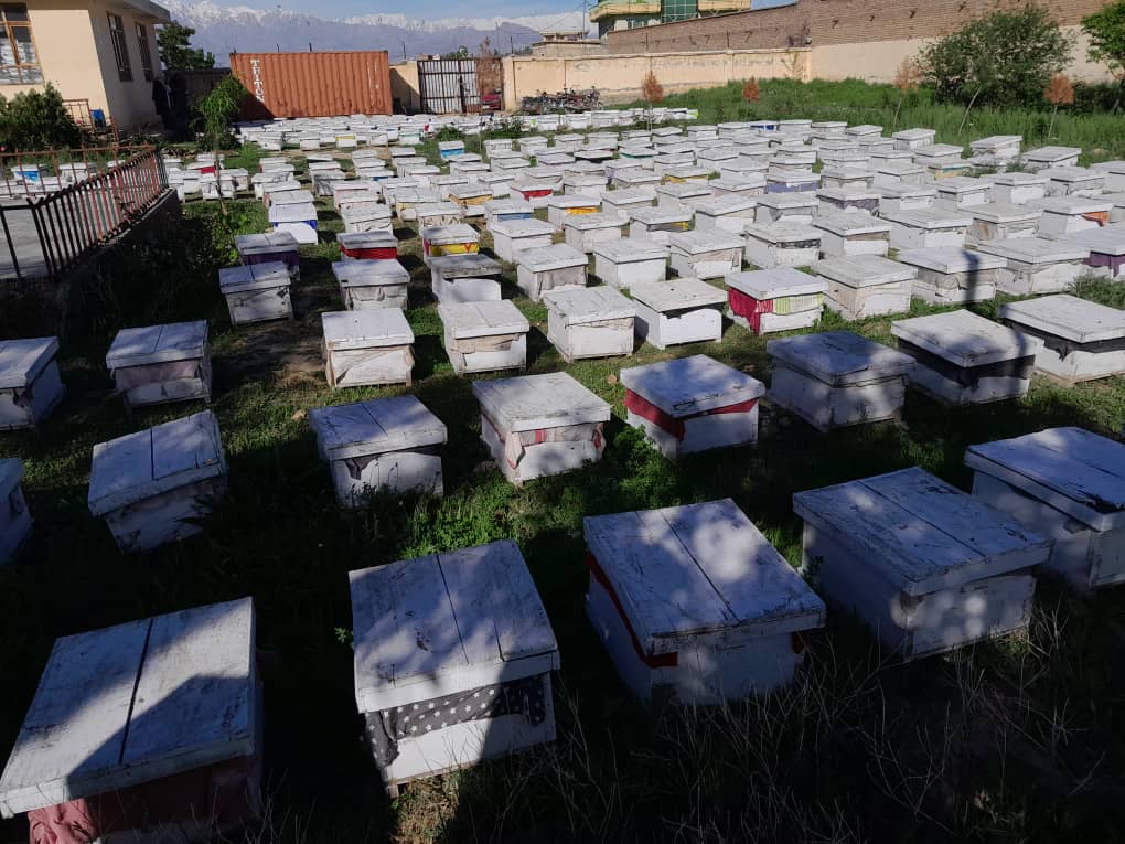 توزیع ۴۰۰ صندوق زنبور عسل همراه ۹ قلم اجناس زنبورپروری برای ۱۰۰ زن در ولایت پروان