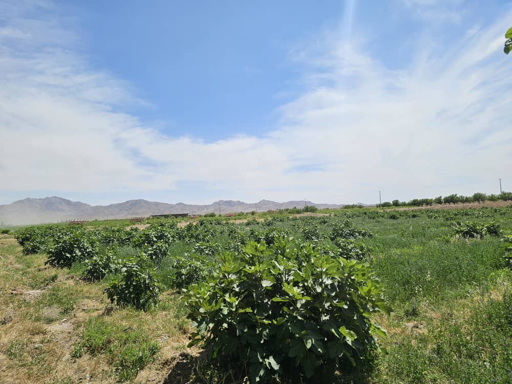 بازدید معین زراعت و مالداری از فارم‌های زراعتی و مالداری فوشنج پروتین در ولایت هرات