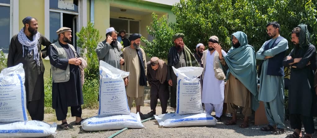 توزیع ۶هزار کیلوگرام خوراکه حیوانی برای‌ ۶۰ فامیل مالدار در دو ولسوالی ولایت کابل 