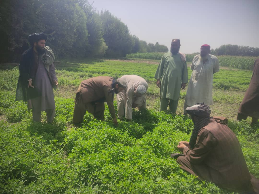 هملند کې یوشمېر بزګران وروزل شول 