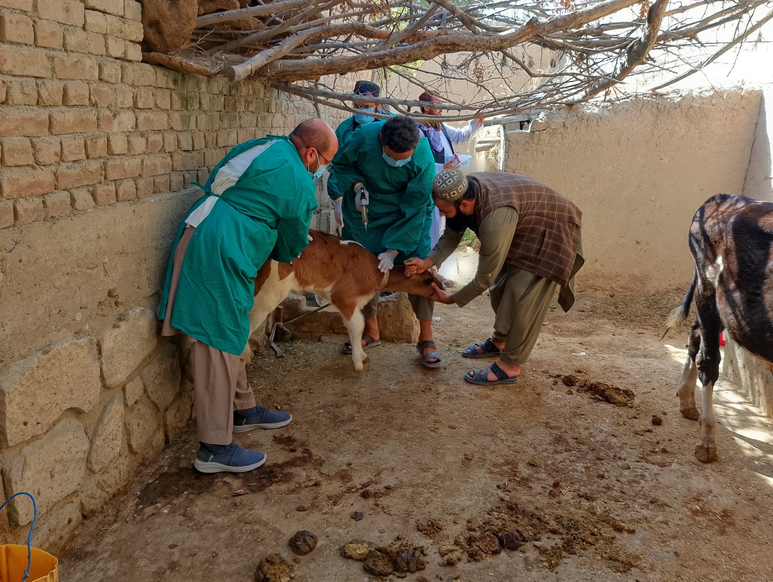 در کمپاین تطبیق واکسین علیه بیماری جلدی حیوانات در ولایت بغلان ۴۵ هزار دوز واکیسن تطبیق می‌شود