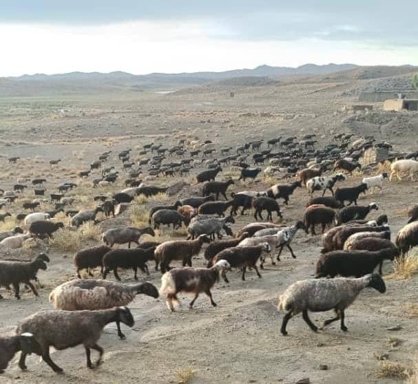 پاکستان ته په غير قانوني ډول د پسونو د قاچاق مخه ونیول شوه