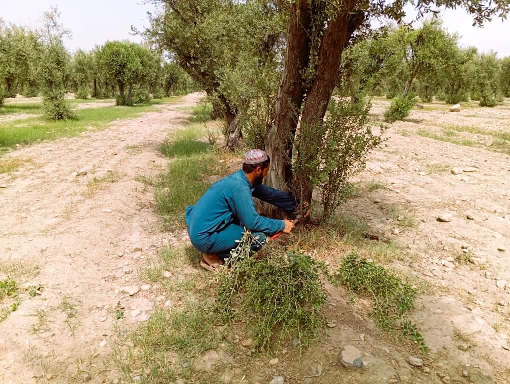 ننګرهار کانال شرکت کې د زیتونو حاصلاتو زیاتوالي په پار هڅې