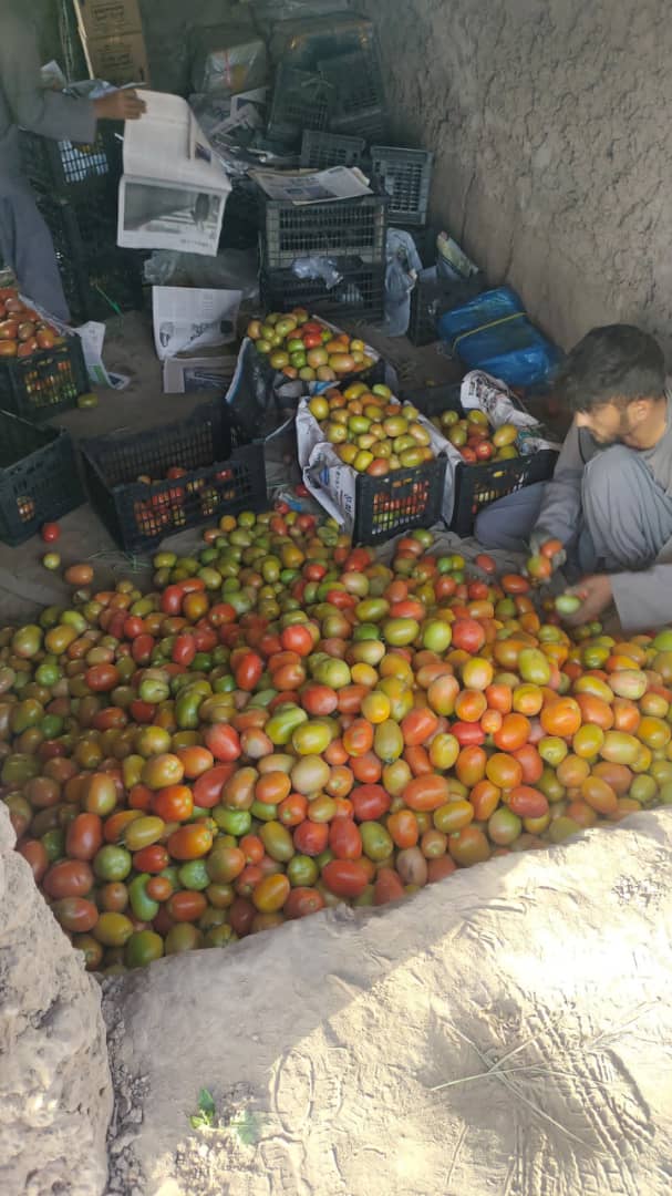 لوګر کې د رومي بادنجانو حاصلات څه باندې ۶۴ زره ټنو ته رسېدلي