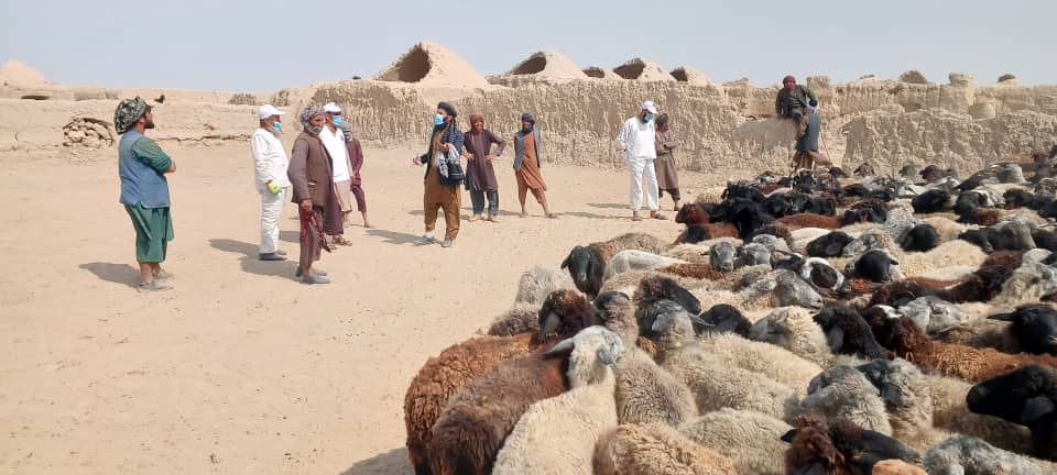 حدود ۳۳ هزار دوز واکسین بیماری چیچک به مواشی در  ولایت جوزجان تطبیق می‌شود