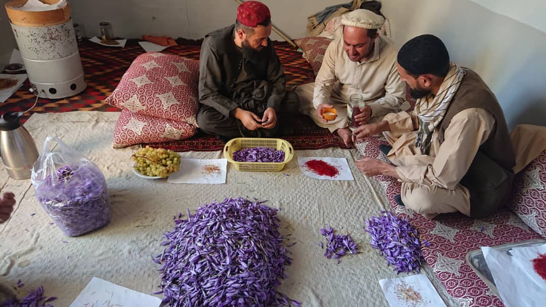 جریان رفع حاصل زعفران در ولسوالی شکردره ولایت کابل و ارئیه راهنمایی‌های فنی از سوی کارمندان ریاست زراعت ولایت کابل برای زعفران کاران به روایت تصویر