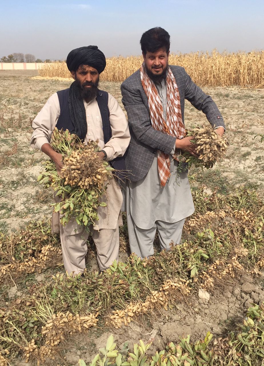 جریان رفع حاصل نبات ممپلی مربوط دیپارتمنت اصلاح نباتات پلیدار و صنعتی در فارم تحقیقاتی غله جات بنی حصار که برای اولین بار کشت گردیده و نتیجه مثبت دریافت شده است به روایت تصویر