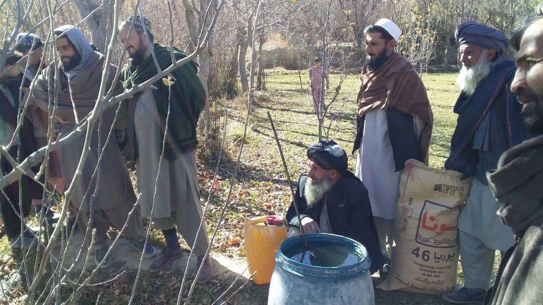 آغاز کمپاین مجادله میخانیکی آفت مورپتدار و یوریا اسپری در میدان وردک