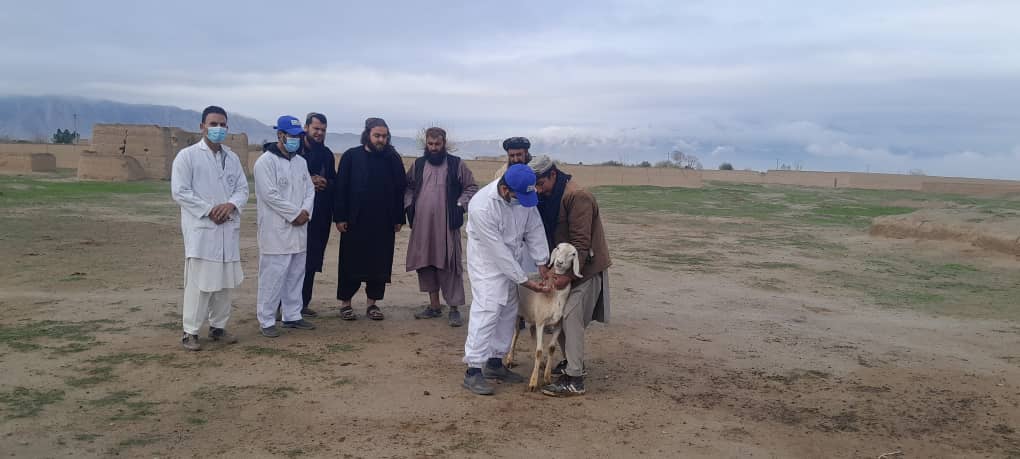 آغاز کمپاین واکسین طاعون نشخوارکنندگان کوچک در ولسوالی چهاردره کندز