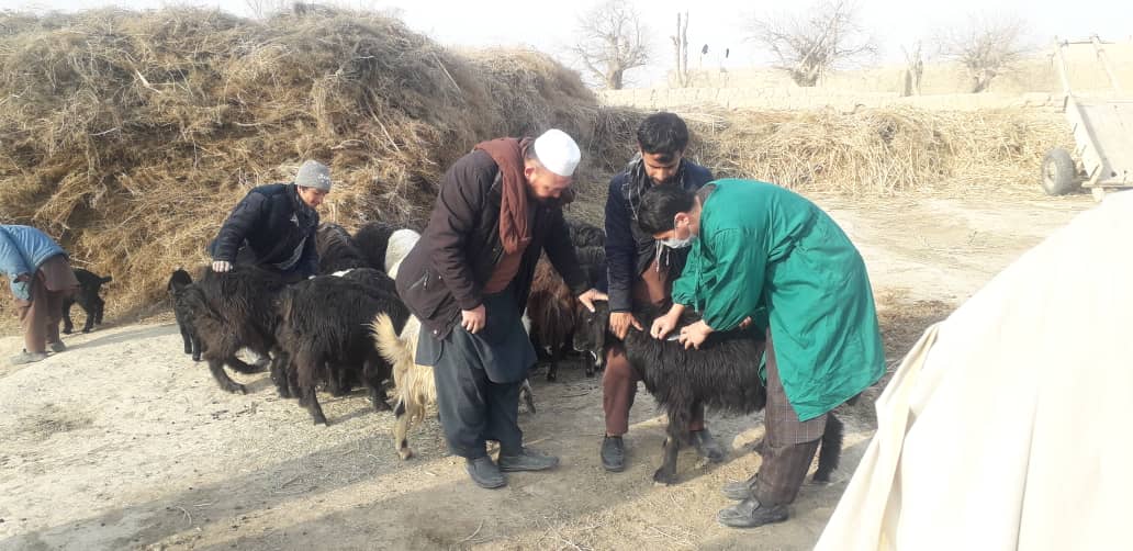 واکسیناسیون ۸۰ هزار مواشی در ولایت جوزجان برای جلوگیری از طاعون