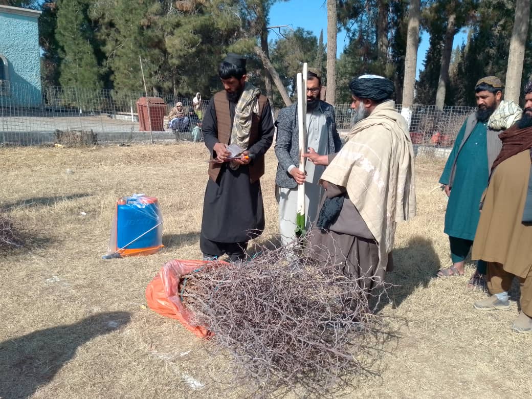 فراه کې د عنابو د ۱۰ بڼونو جوړولو چارې پیل شوې 