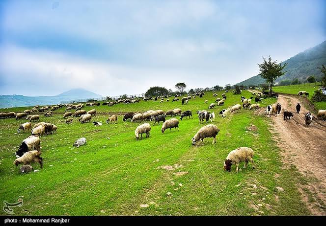 جوزجان کې د څړځایونو سروې، تشخیص او تثبت چارې بشپړې شوې 