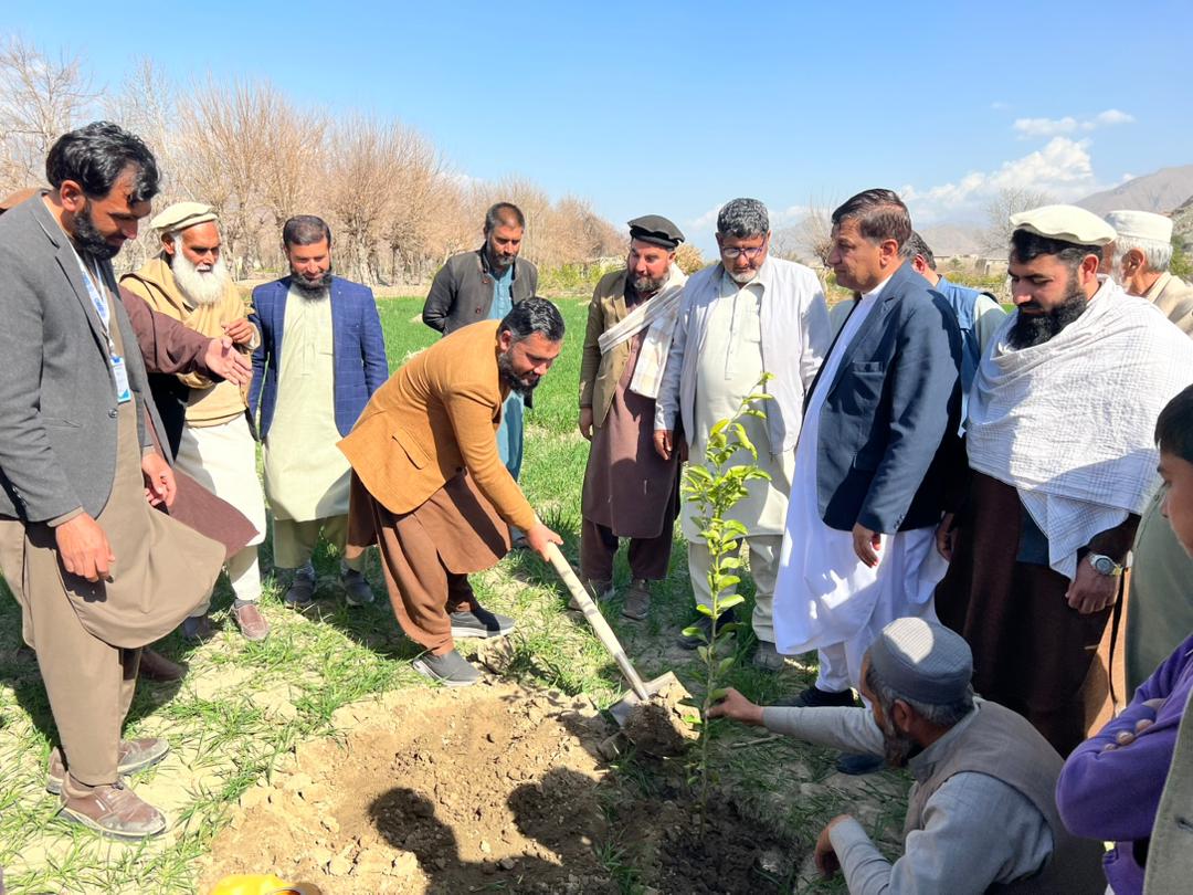 د کونړ د کرنې، اوبو لګولو او مالدارۍ ریاست له خوا ددې ولایت د خاص کونړ ولسوالی ۱۰۰ بڼوالو ته د مېوو معیاري بڼونه جوړېږي.