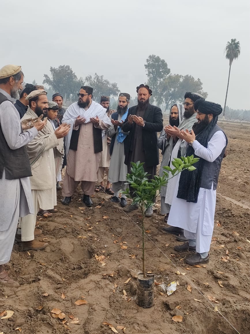 ننګرهار کې د ۴۵ جریبه مالټو بڼ جوړولو چارې پیل شوې  