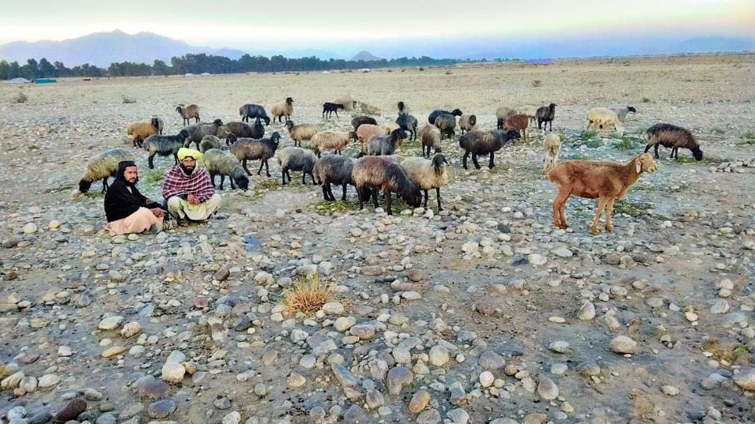 ننګرهار کې د څه باندې دوه میلیونه افغانیو په ارزښت ۳۹۲ سره څاروي د رڼي بولۍ له لارې وپلورل شول