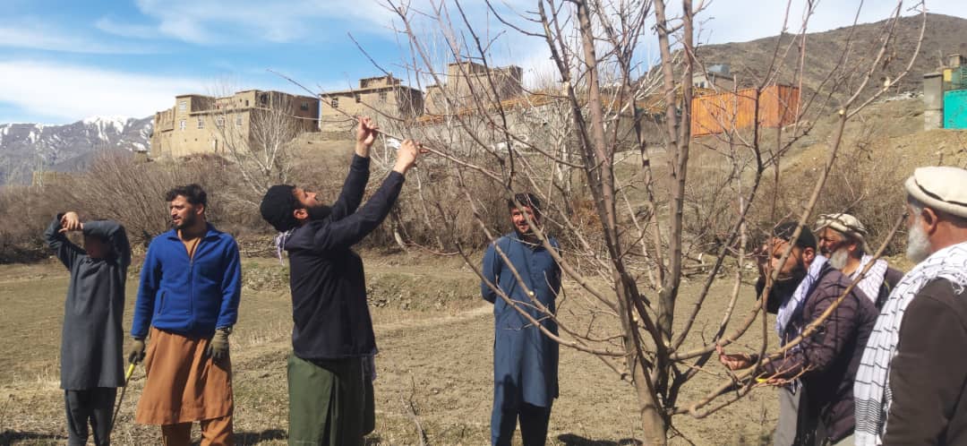 برگزاری برنامه آموزشی باغداری در ولسوالی عنابه پنجشیر