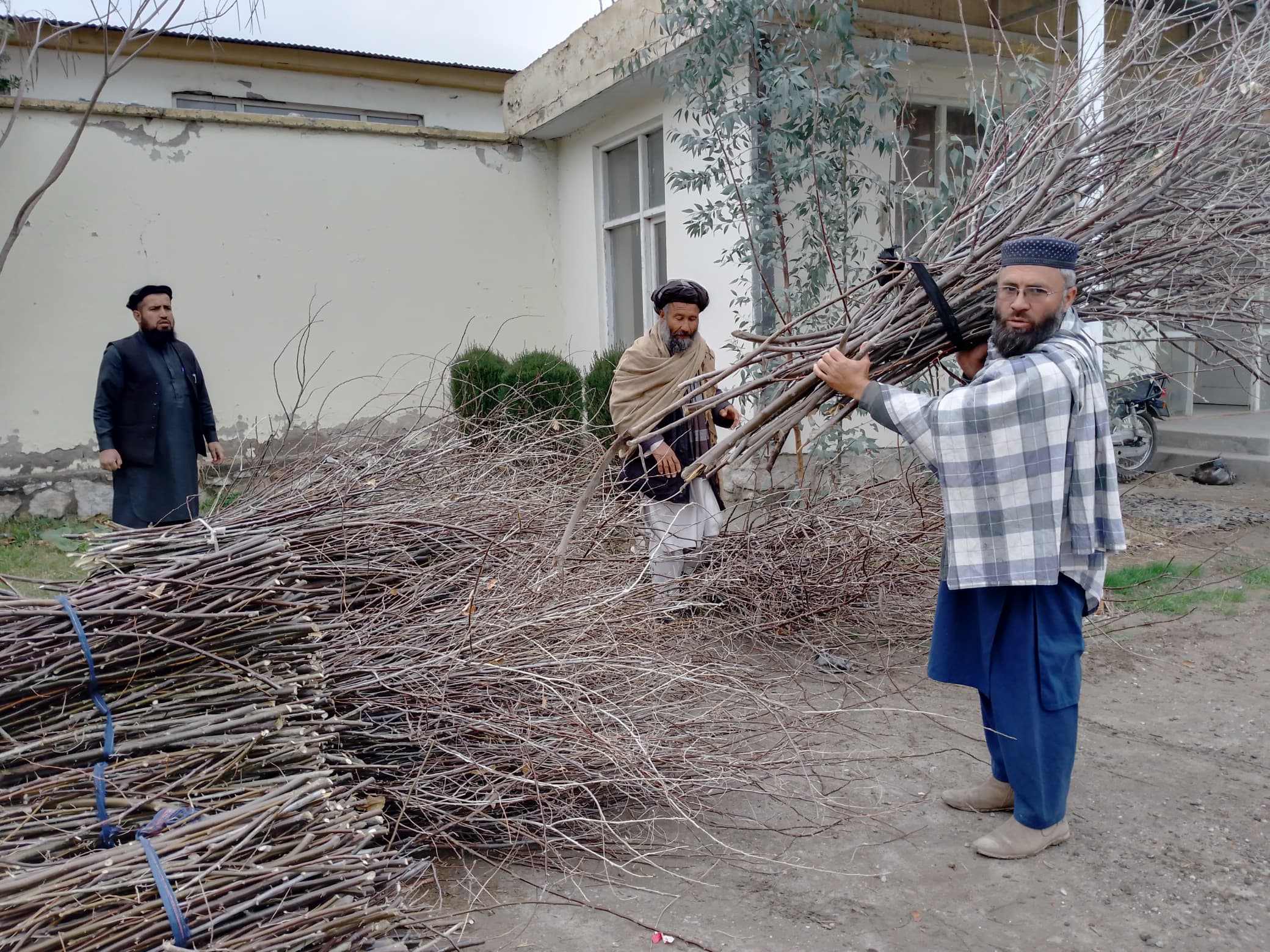 جمع‌آوری و انتقال بیش از ۴۰۰ هزار قلمه سنجد برای سرسبزی اطراف کانال قوش‌تیپه